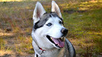25 curiosidades sobre a raça husky siberiano 25 curiosidades sobre a raça husky siberiano