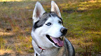25 curiosidades sobre a raça husky siberiano