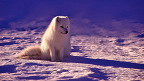 17 fatos sobre a raposa do Ártico