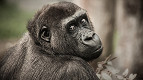 28 curiosidades sobre os chimpanzés