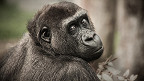 28 curiosidades sobre os chimpanzés