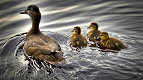 15 fatos interessantes sobre os patos 15 fatos interessantes sobre os patos