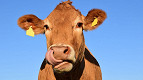 13 curiosidades sobre as vacas 13 curiosidades sobre as vacas