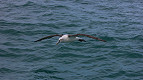 18 fatos sobre o albatroz 18 fatos sobre o albatroz