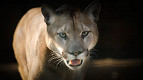 16 curiosidades sobre os pumas 16 curiosidades sobre os pumas