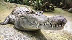 15 curiosidades sobre os crocodilos