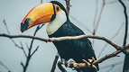 28 fatos fascinantes sobre os tucanos