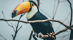 28 fatos fascinantes sobre os tucanos 28 fatos fascinantes sobre os tucanos