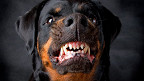  As 10 raças de cães mais perigosas do mundo