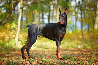 dober