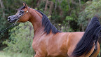 As 10 raças de cavalos mais caras do mundo