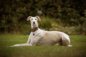 galgo