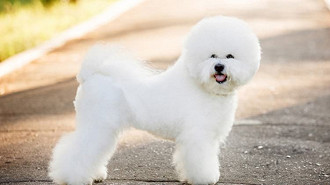 bichon