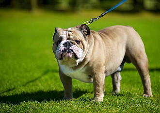 bulldog