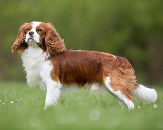 cavalier