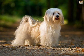 havanese